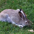 Hare / 